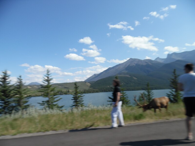 File:By ovedc - Jasper Lake (Alberta) - 10.jpg