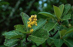 Afbeeldingsbeschrijving Byrsonima crassifolia 1.jpg.