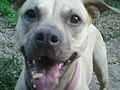 American Pit Bull Terrier - Wikipedia
