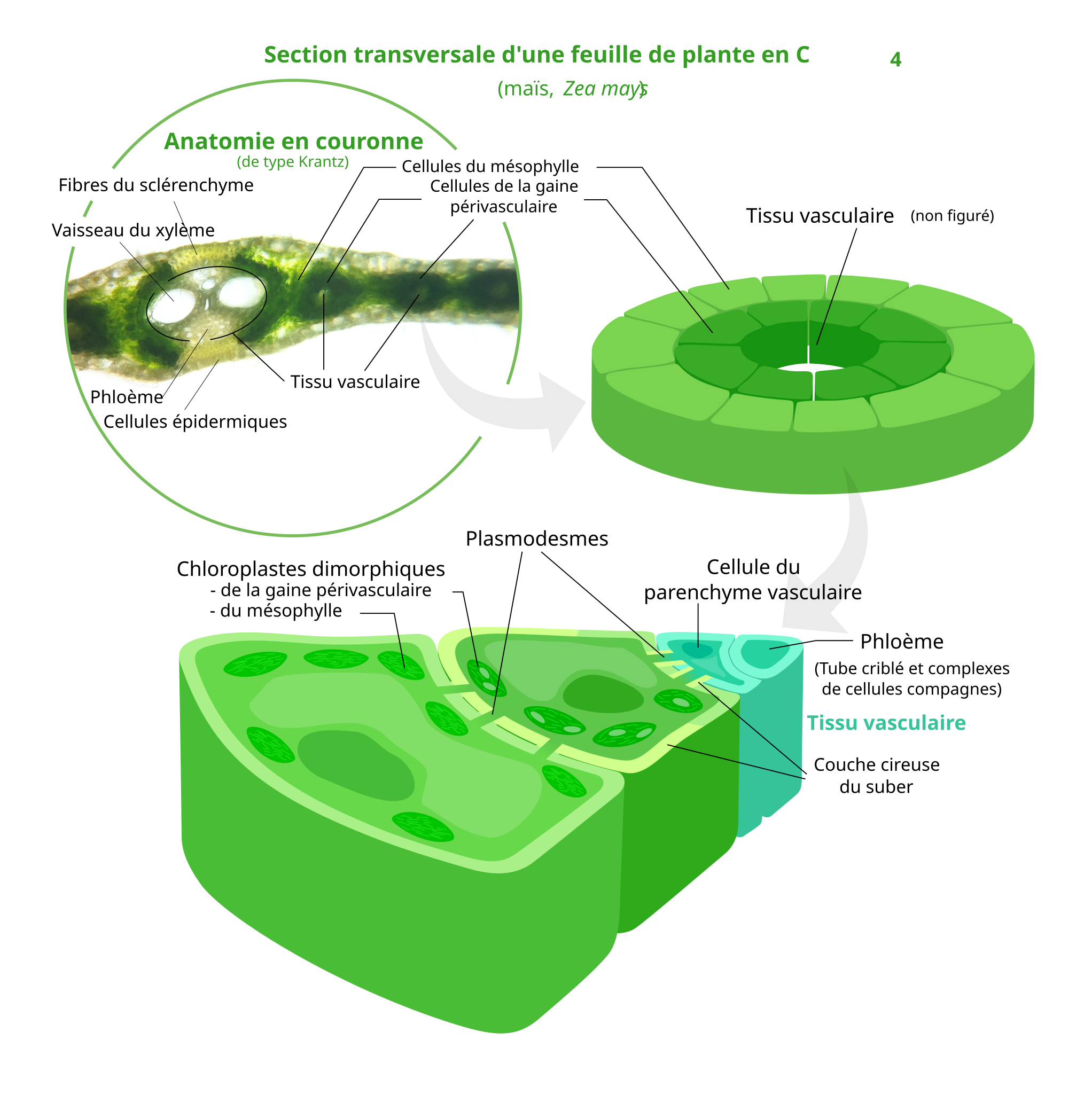 File:C4 photosynthesis - Wikimedia Commons