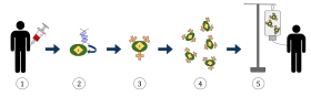 CAR T-cell Therapy.svg