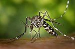 CDC-Gathany-Aedes-albopictus-1.jpg