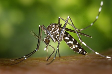 Tập_tin:CDC-Gathany-Aedes-albopictus-1.jpg