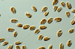 <span class="mw-page-title-main">Cryptophyta</span> Division of algae