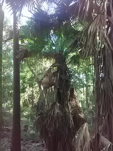 Cabbage tree palm Cabbage Tree Palm in Cumberland State Forest (West Pennant Hills, New South Wales).png