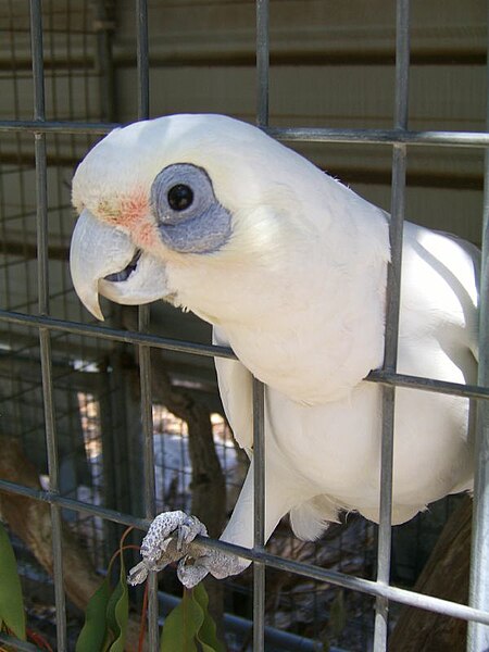 Datei:Cacatua sanguinea -aviary bars-8a.jpg