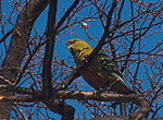 Vignette pour Conure magellanique