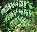 Caesalpinia bonduc leaves 1.jpg