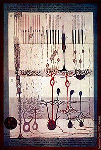 Cajal Retina.jpg