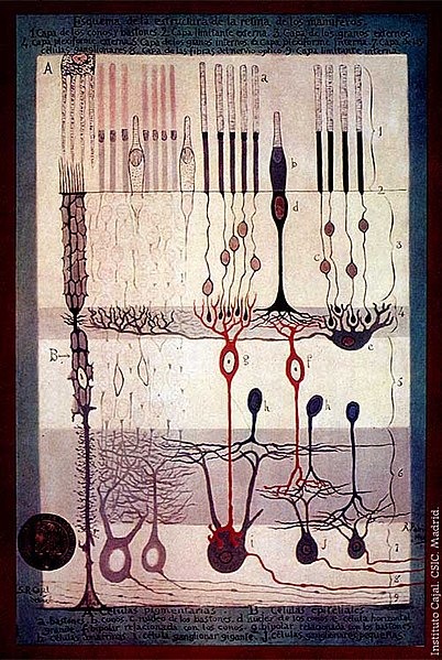 S. Ramón y Cajal, Structure of the Mammalian Retina, 1900