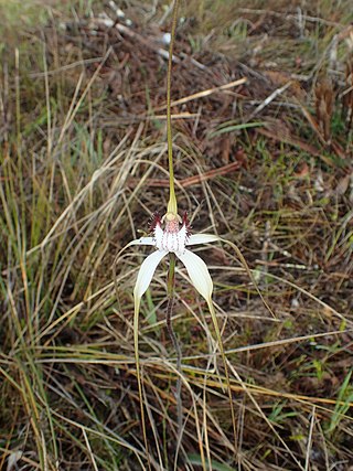 <i>Caladenia splendens</i> Species of orchid