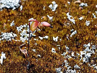 <i>Caleana granitica</i> Species of flowering plant