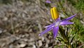Květ Calectasia narragara se žlutými prašníky