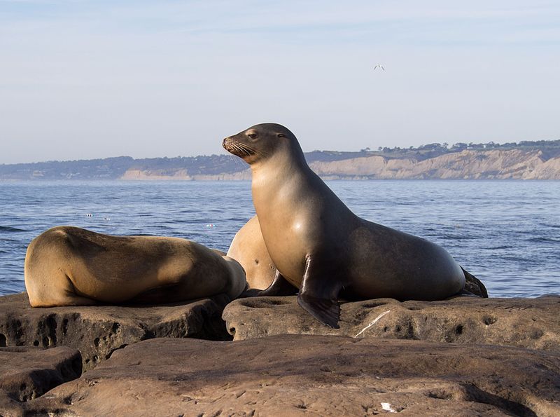 File:California sea lions in La Jolla (70553).jpg