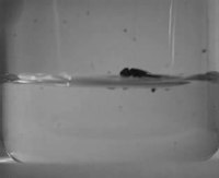 Файл: Calliphora vomitoria water escape (dorsal) .ogv