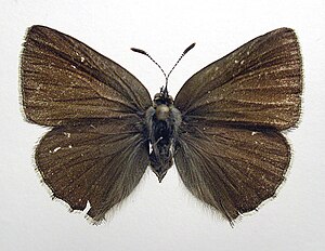 Callophrys rubi dorsal.jpg