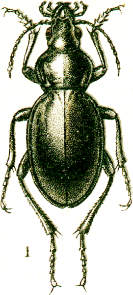 File:Calosoma usgentensis.png