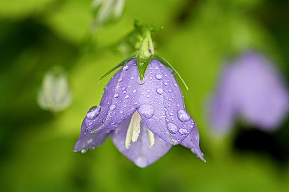 Campanula bohemica after Rain