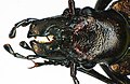 Carabus irregularis