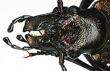 Carabus irregularis head1.jpg