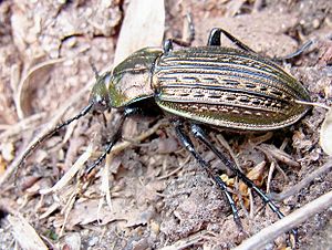 Cusp-striped ground beetle