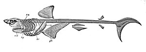 Скелет белой акулы (Carcharodon carcharias).br = жаберные дуги; co = коракоидный хрящ;hy = подъязычная кость; md = нижняя челюсть;ph = шиловидные хрящи; su = челюстной подвесок