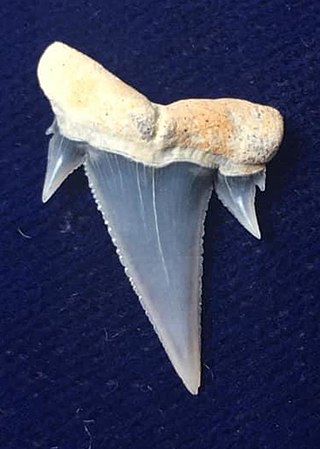 <i>Carcharoides</i> Extinct genus of Mackerel shark