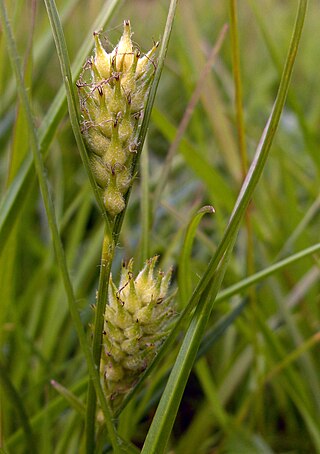 <i>Carex hirta</i> Species of grass-like plant