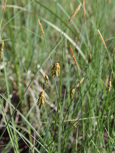 File:Carex limosa Oulu, Finland 12.06.2013.jpg