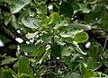Careya arborea (Wild guava) leaves in Narsapur forest, AP W IMG 0150.jpg