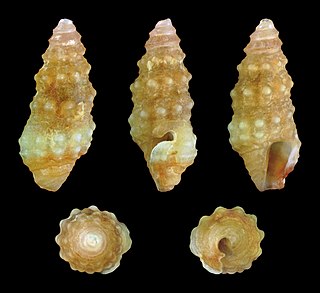 <i>Carinapex philippinensis</i> Species of gastropod