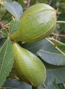 Carya glabra immature fruit.jpg