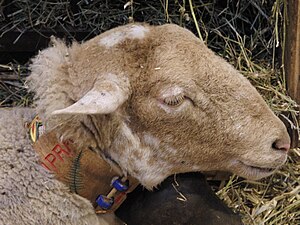Cừu Castillonnaise