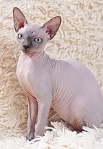 Miniatuur voor Sphynx (kattenras)