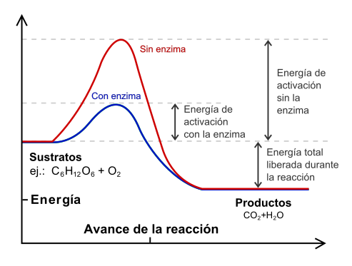 File:Catalisis enzimatica1.svg