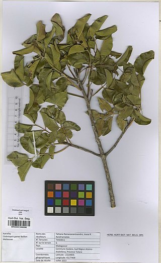 <i>Cedrelopsis</i> Genus of flowering plants