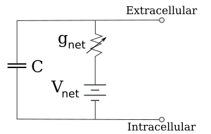 Membrane Potential