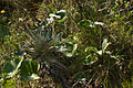   Celmisia semicordata (left) and Celmisia verbascifolia (right)