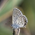 * Nomination Ceraunus blue (Hemiargus ceraunus astenidas) --Charlesjsharp 08:57, 23 April 2023 (UTC) * Promotion  Support Good quality. --Ermell 22:00, 23 April 2023 (UTC)