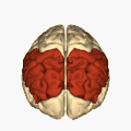 Cerebrum - parietal lobe - superior view animation.gif