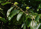 *Nomination A branch of a sweet chestnut tree (Castanea sativa). Vassil 21:57, 30 August 2007 (UTC) *Review