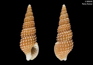 <i>Chauvetia gigantea</i> Species of gastropod