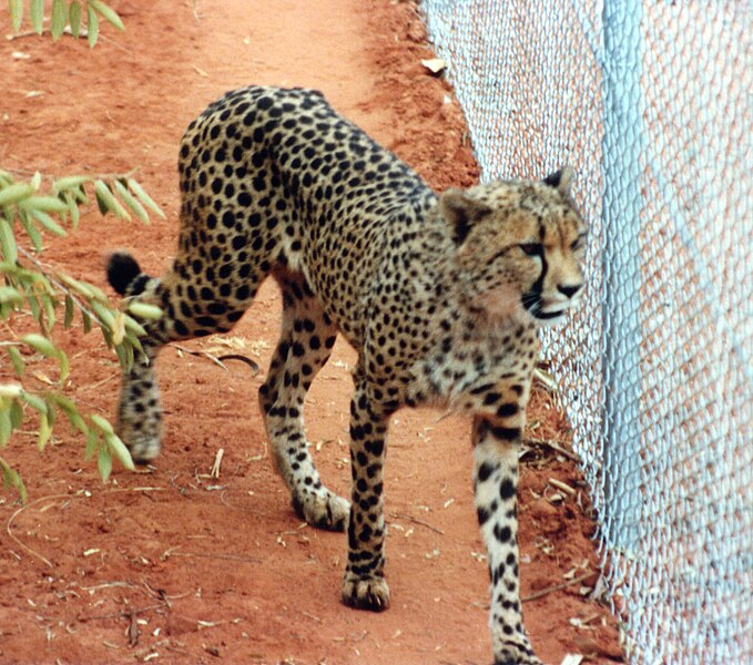 File:Cheetah at the Pearl Coast Zoo.jpg