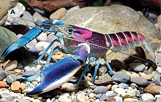 Cherax pulcher