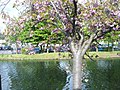 Cherry Blossom alongside the Newry Canal - geograph.org.uk - 1872251.jpg