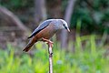 * Nomination The chestnut-tailed starling (Sturnia malabarica) - Sub Sp. - S. m. malabarica, in Nepal. --Nirmal Dulal 04:38, 13 March 2024 (UTC) * Decline Sorry but this is too noisy and lacking sharpness. Can you improve it with better RAW conversion? --Plozessor 04:43, 13 March 2024 (UTC)  Oppose too blurred and noisy --Charlesjsharp 20:23, 17 March 2024 (UTC)