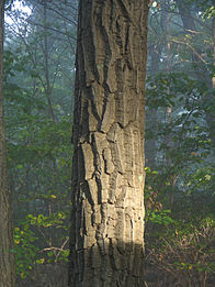 Coaja castanie de stejar, folosită în tăbăcirea pielii