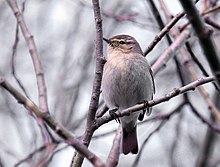 Chiffchaff-Phylloscopus collybita.jpg