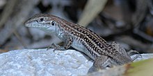 Chihuahuan spotted whiptail (Aspidoscelis exsanguis), in situ, Culberson County, Texas (14 May 2018) Chihuahuan spotted whiptail (Aspidoscelis exsanguis), Culberson Co., TX, 14 May 2018.jpg