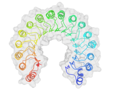 ChimeraX rendering of RNase inhibitor (PDB 2BNH).png